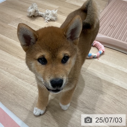 柴の写真