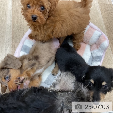 ミニチュア・ダックスフンドの写真