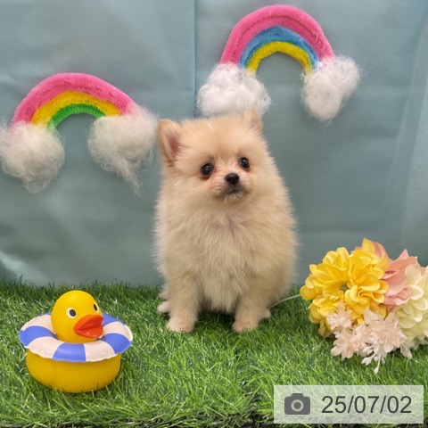 ポメラニアンの写真