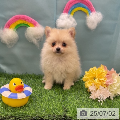 ポメラニアンの写真