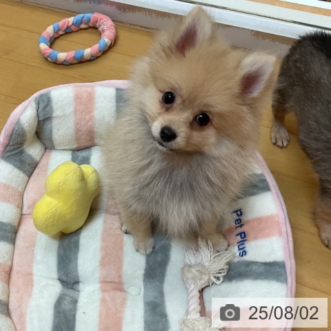 ポメラニアンの写真