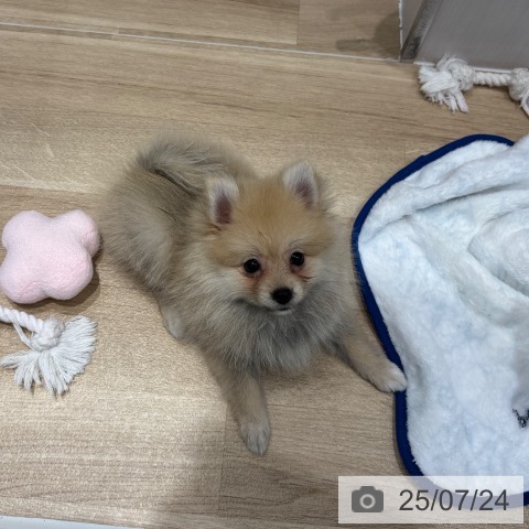 ポメラニアンの写真