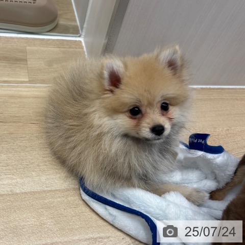 ポメラニアンの写真