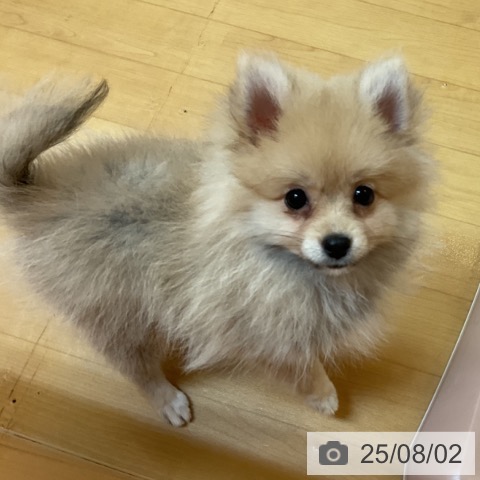 ポメラニアンの写真