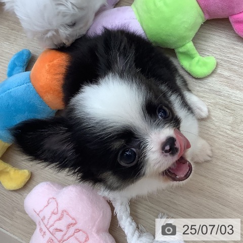 チワワの写真
