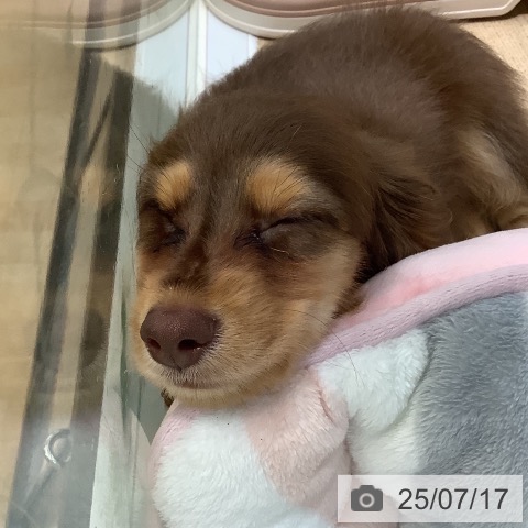 カニーンヘン・ダックスフンドの写真