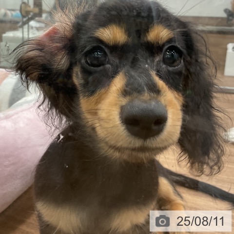 ミニチュア・ダックスフンドの写真