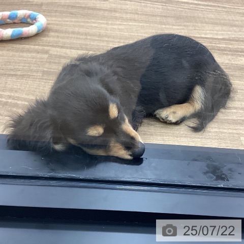 ミニチュア・ダックスフンドの写真