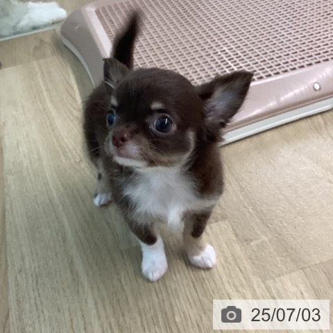 チワワの写真