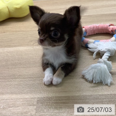 チワワの写真