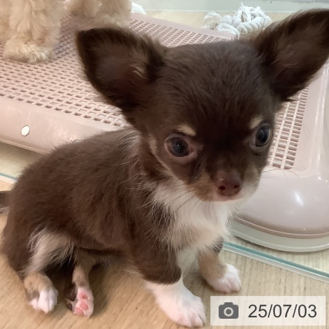 チワワの写真