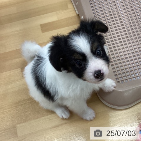 パピヨンの写真