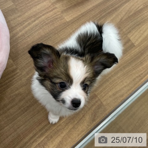パピヨンの写真