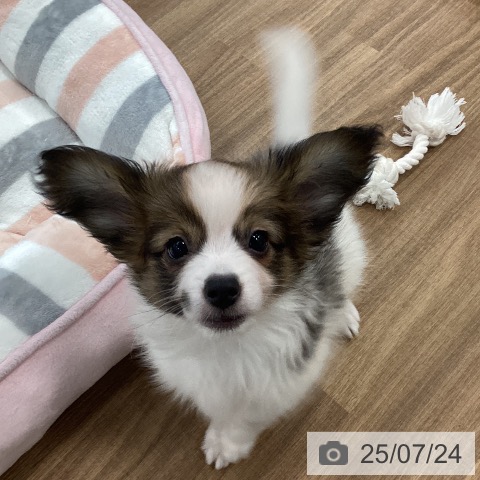 パピヨンの写真