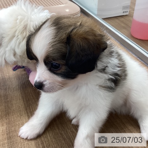 パピヨンの写真