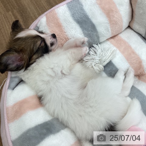 パピヨンの写真