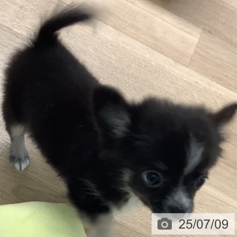 チワワの写真