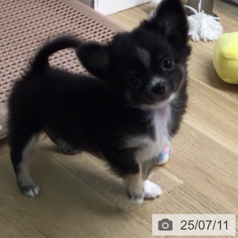 チワワの写真