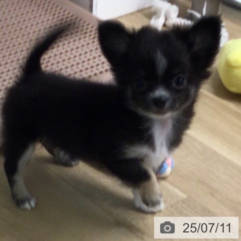 チワワの写真