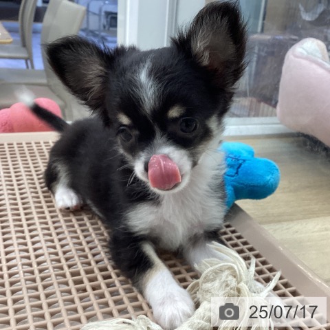 チワワの写真