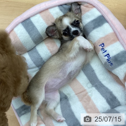 チワワの写真
