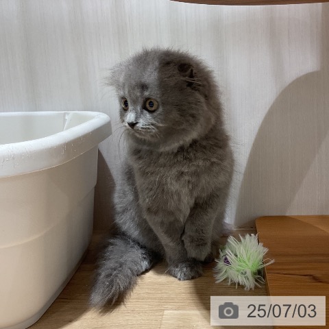 スコティッシュフォールドの写真