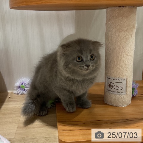 スコティッシュフォールドの写真