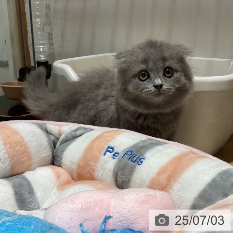 スコティッシュフォールドの写真