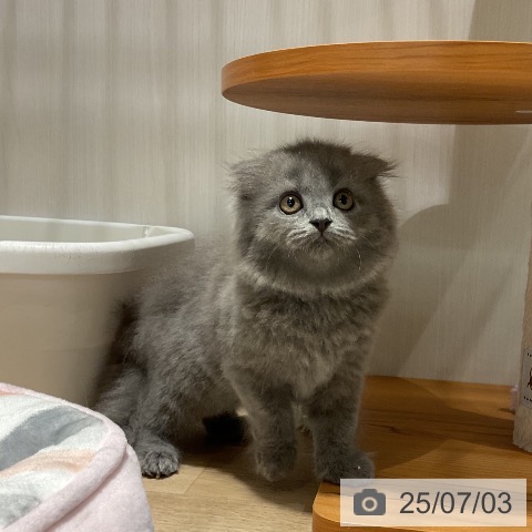 スコティッシュフォールドの写真