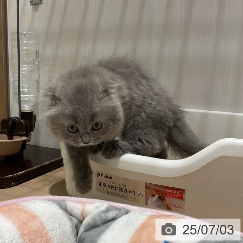 スコティッシュフォールドの写真