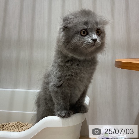 スコティッシュフォールドの写真