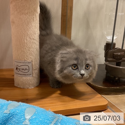 スコティッシュフォールドの写真