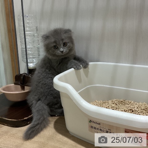 スコティッシュフォールドの写真