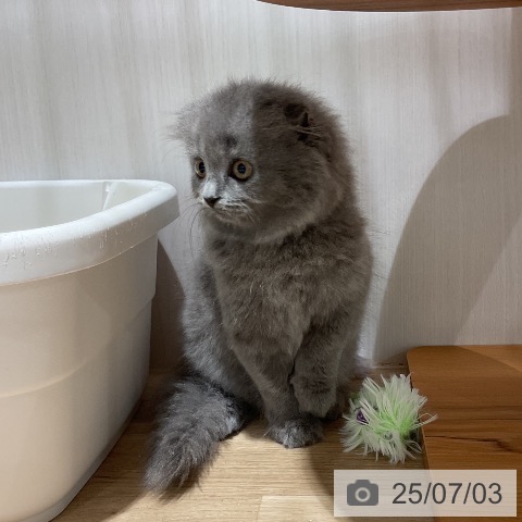 スコティッシュフォールドの写真