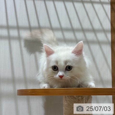 マンチカンの写真
