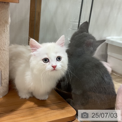 マンチカンの写真