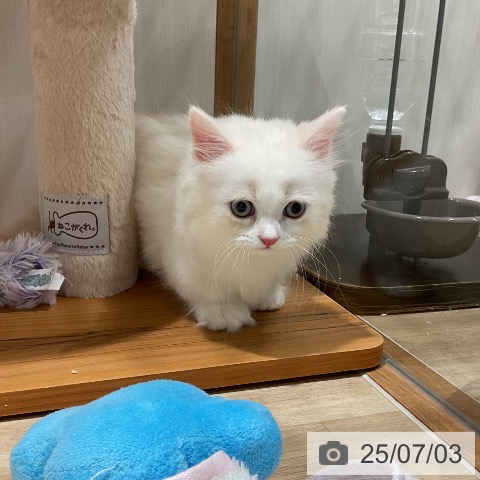 マンチカンの写真