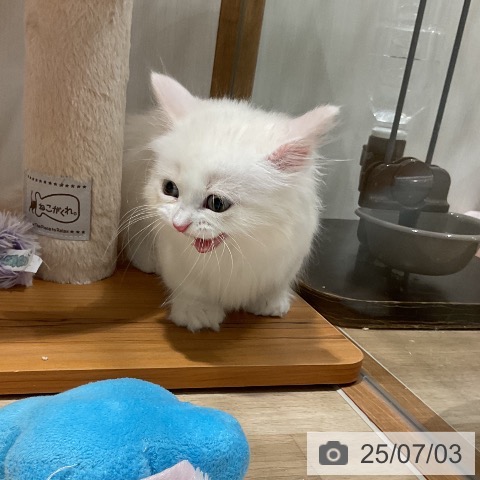 マンチカンの写真