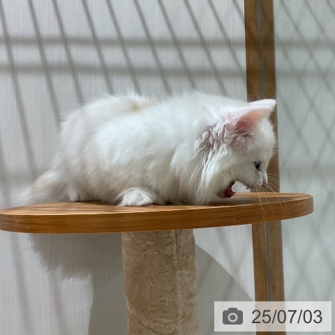 マンチカンの写真