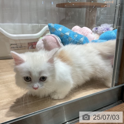 マンチカンの写真
