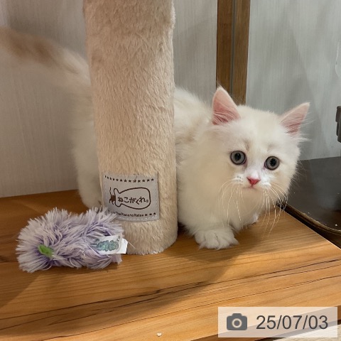 マンチカンの写真