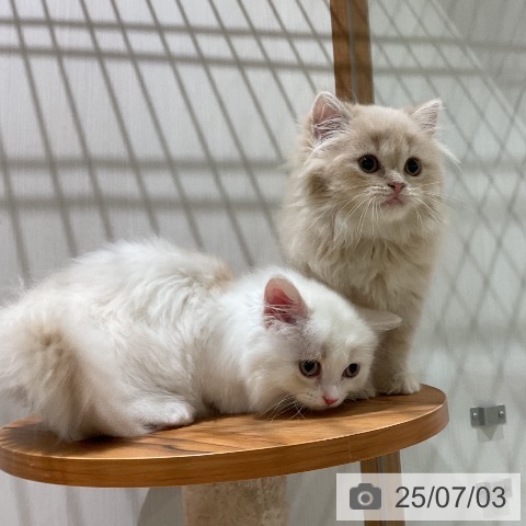 マンチカンの写真