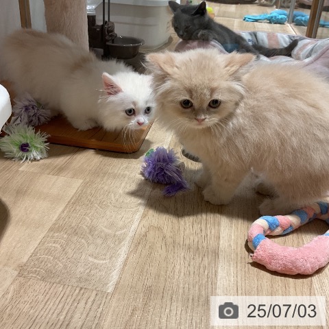 マンチカンの写真
