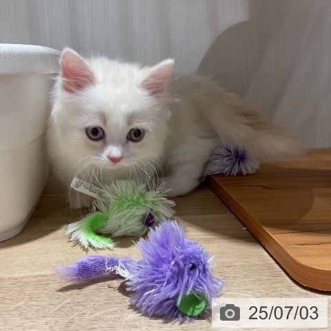 マンチカンの写真