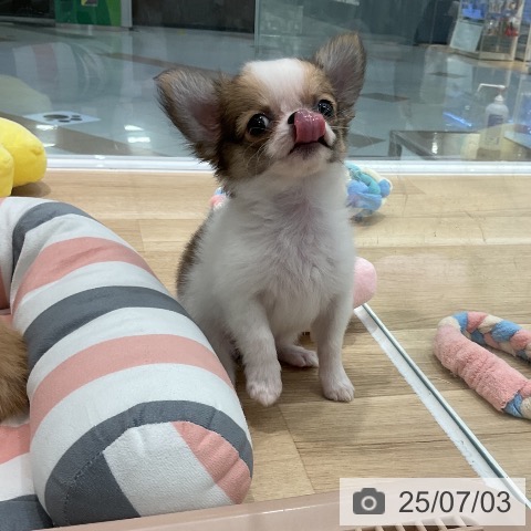 チワワの写真