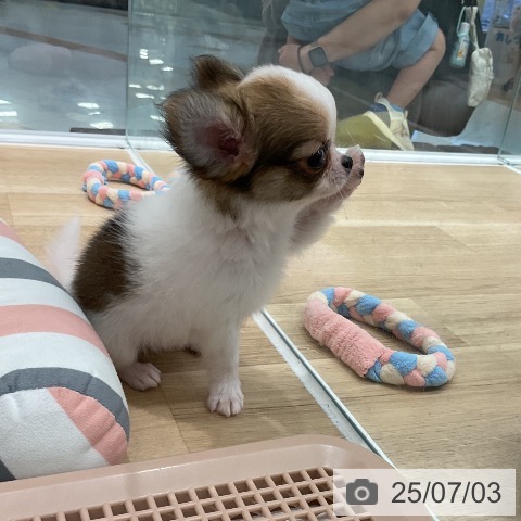 チワワの写真