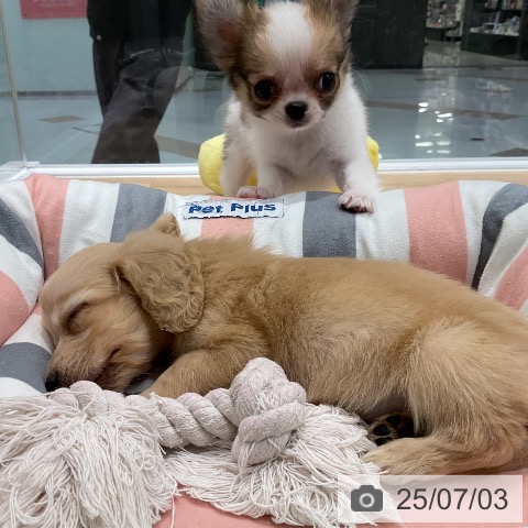 チワワの写真