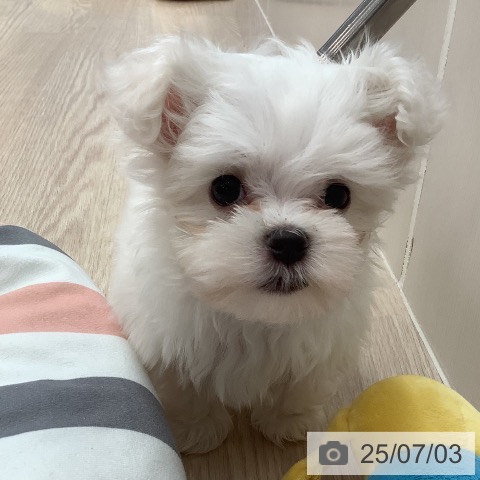 マルチーズの写真