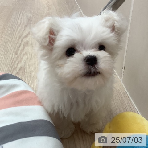 マルチーズの写真