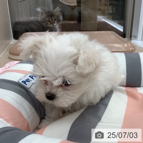 マルチーズの写真